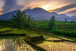 bellissimo mattina Visualizza Indonesia panorama paesaggio risaia i campi con bellezza colore e cielo naturale leggero foto