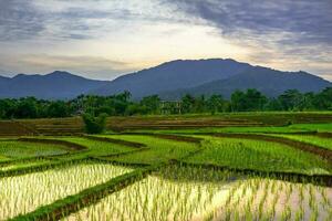 bellissimo mattina Visualizza Indonesia panorama paesaggio risaia i campi con bellezza colore e cielo naturale leggero foto