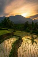 bellissimo mattina Visualizza Indonesia panorama paesaggio risaia i campi con bellezza colore e cielo naturale leggero foto