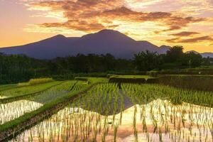 bellissimo mattina Visualizza Indonesia panorama paesaggio risaia i campi con bellezza colore e cielo naturale leggero foto