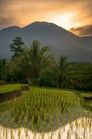 bellissimo mattina Visualizza Indonesia panorama paesaggio risaia i campi con bellezza colore e cielo naturale leggero foto