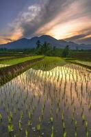 bellissimo mattina Visualizza Indonesia panorama paesaggio risaia i campi con bellezza colore e cielo naturale leggero foto