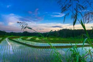 bellissimo mattina Visualizza Indonesia panorama paesaggio risaia i campi con bellezza colore e cielo naturale leggero foto