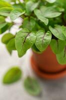 un' pentola con fresco Acetosa microgreens foto