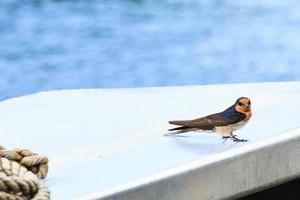 benvenuta rondine hirundo neoxena daintree queensland australia foto