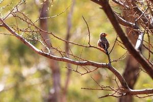 zebra finch taeniopygia guttata al parco di kata tjuta territorio settentrionale australia foto