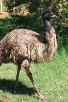 emu dromaius novaehollandiae territorio settentrionale australia foto
