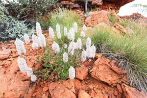 pussy tails genere ptilotus kings canyon territorio settentrionale australia foto