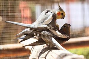 cockatiel.nymphicus hollandicus territorio settentrionale australia foto