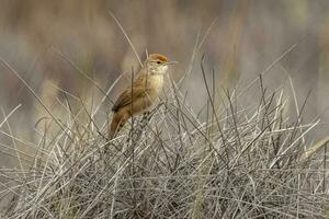 spinifexbird nel Australia foto