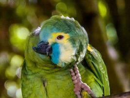 fronte blu amazon pappagallo foto