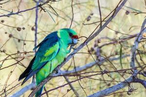 mallee ringneck pappagallo foto