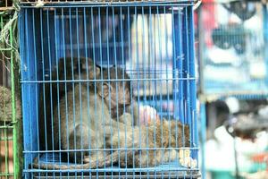 povero scimmie per vendita a il animale mercato su il lato di il strada foto