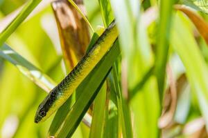 australiano verde albero serpente foto