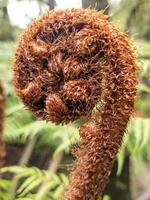 nero albero felce foto