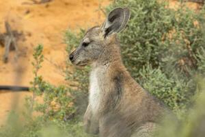 Euro wallaroo nel Australia foto