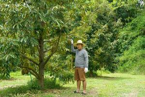 tailandese durian agricoltori uso loro mani per ispezionare durian frutta su il albero per garantire quello il durian essi crescere è di bene qualità prima essi siamo tagliare e inviato per mercato o esportare. foto