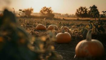 raccolta maturo zucche per spaventoso Halloween decorazione generato di ai foto