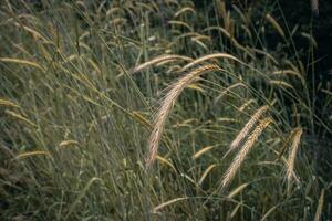 Grano campo - orecchie di d'oro Grano avvicinamento foto. foto