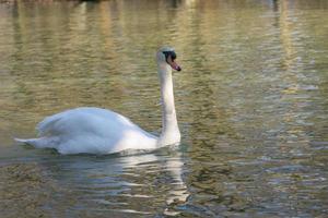 cigno bianco che nuota sul lago al parco foto