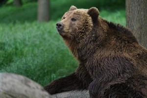 kamchatka orso bruno foto