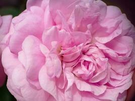 dettagliato sensibile leggero rosa peonia nel il giardino macro foto