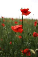 spettacolare fioritura vivida primo piano di papaveri nel campo di papaveri. ciao primavera, paesaggio primaverile, sfondo rurale, copia spazio. fiore di papavero fioritura su sfondo fiori di papaveri. natura. foto