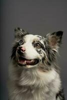 un' verticale ritratto di un australiano collie isolato su un' grigio sfondo foto