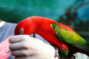 un' rosso lorikeet è mangiare su il braccio di un' giovane persona. foto