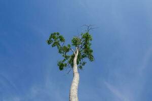 uno grande torreggiante albero contro il sfondo di un' chiaro blu cielo. concetto foto di illegale registrazione e caldo naturale tempo metereologico