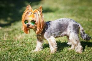 bello cucciolo di yorkshire terrier piccolo cane con nel arcobaleno occhiali da sole su verde sfocato sfondo foto