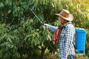 asiatico giardiniere usi erbicidi, insetticidi chimico spray per ottenere sbarazzarsi di erbacce e insetti o pianta malattia nel frutteto. causa aria inquinamento. concetto ambientale , agricoltura sostanze chimiche foto