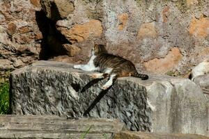 vagante gatti prendere il sole su superiore di il rovine di romano colonne a il piazza vittorio emanuele ii nel Roma foto