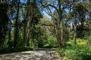 giardini di Pena parco a il comune di sintra foto