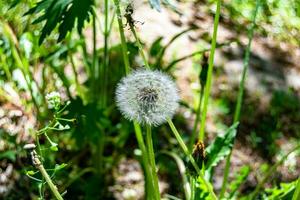 bellissimo selvaggio in crescita fiore seme dente di leone su sfondo prato foto