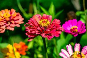 bellissimo selvaggio in crescita fiore zinnia elegans su sfondo prato foto