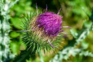 bellissimo in crescita fiore radice bardana cardo su sfondo prato foto