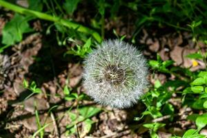 bellissimo selvaggio in crescita fiore seme dente di leone su sfondo prato foto