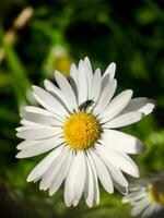 macro tiro di un' margherita fiore foto