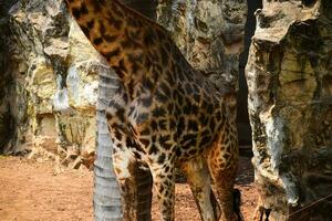 un' alto giraffa nel il zoo.il testa di un' giraffa nel il zoo foto