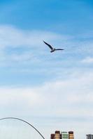Seagull sorvolano il fiume Tyne a Newcastle Quayside, Regno Unito foto