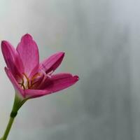 fiore rosa di bellezza foto
