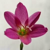 bellissimo rosa fiore nel mio giardino foto