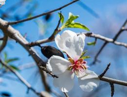 mandorlo fiore rosa-bianco contro il cielo blu. foto