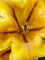 cattura macro di un fiore di ibisco giallo foto