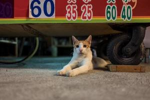 gatto di strada a hualien a taiwan foto