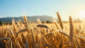 orzo campo nel il luce del sole ingrediente per tradizionale oktoberfest birra foto