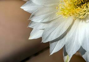 colore bianco fragile petalo di fiore di cactus echinopsis foto