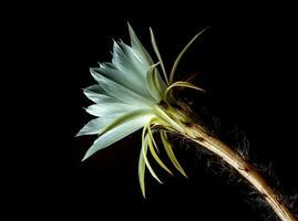 colore bianco con peloso peloso di fiori di cactus su sfondo nero foto