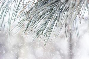 primo piano di un pino con brina, mentre nevica foto